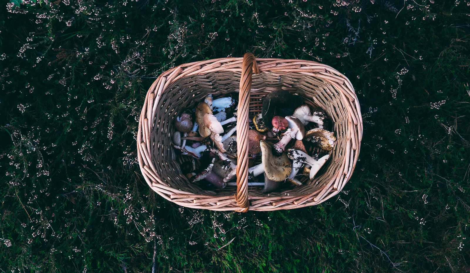 Balade et découverte des champignons