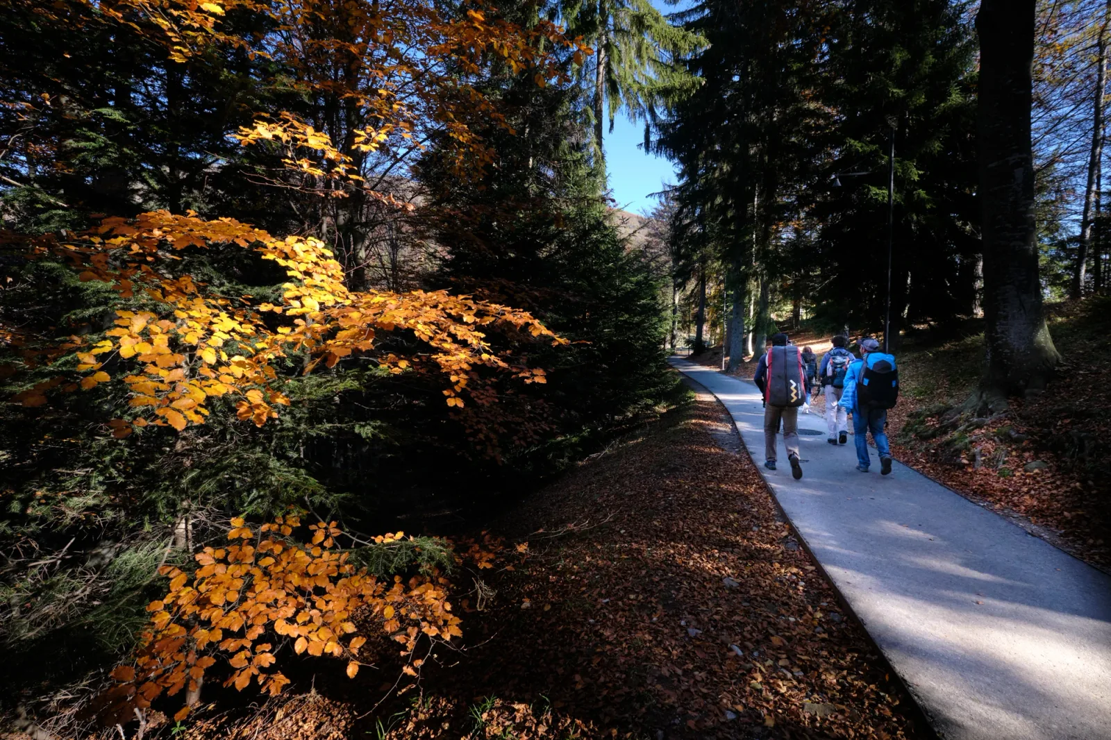 Colori d'autunno - Cardada in festa