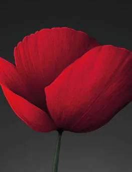 REQUIEM AD PACEM – A WORK FOR PEACE