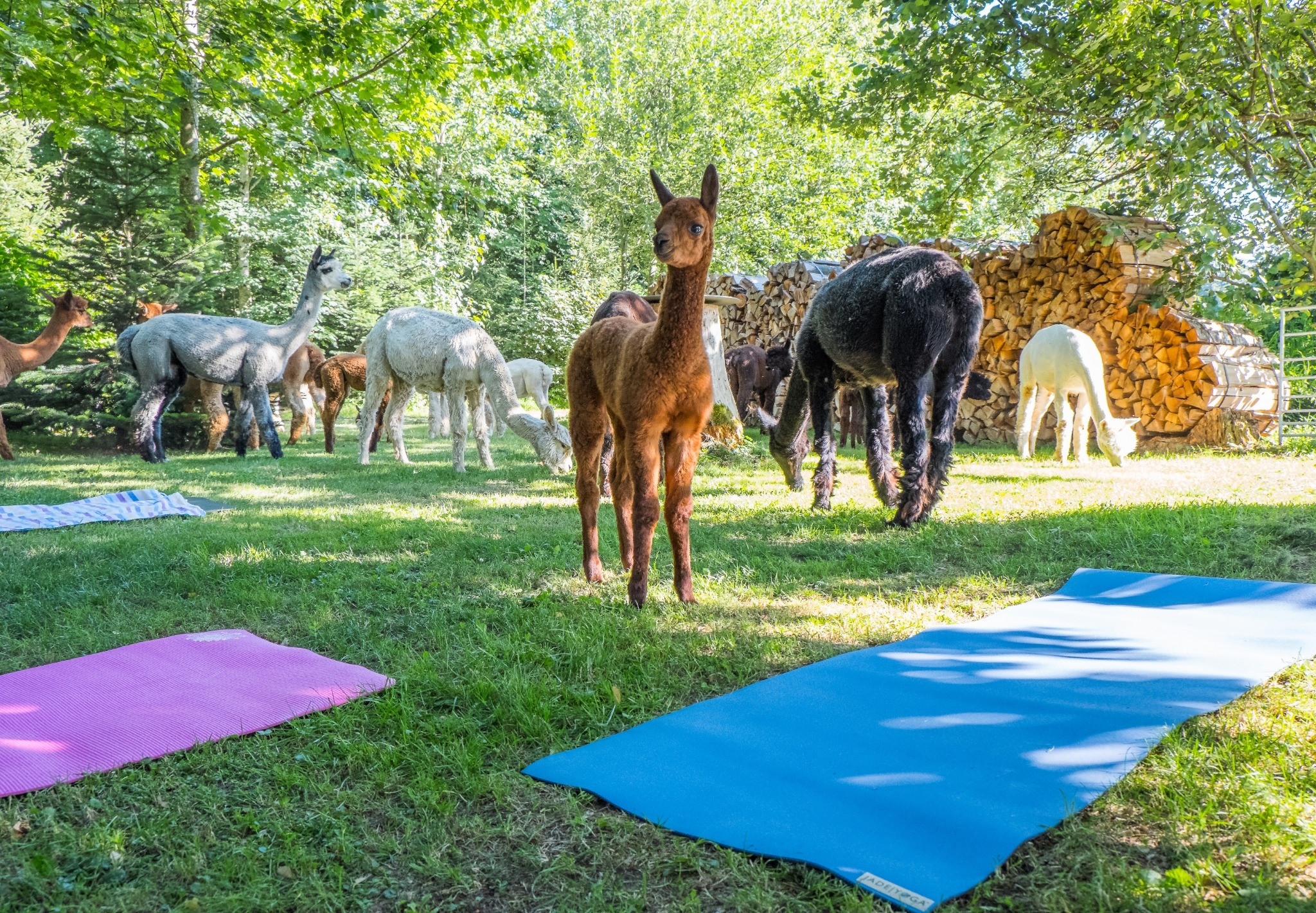 Yoga inmitten Alpakas