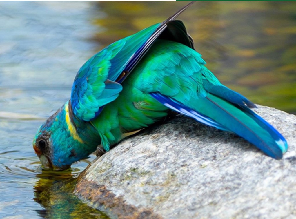 Kinder- und Jugendworkshop im Vogelpark