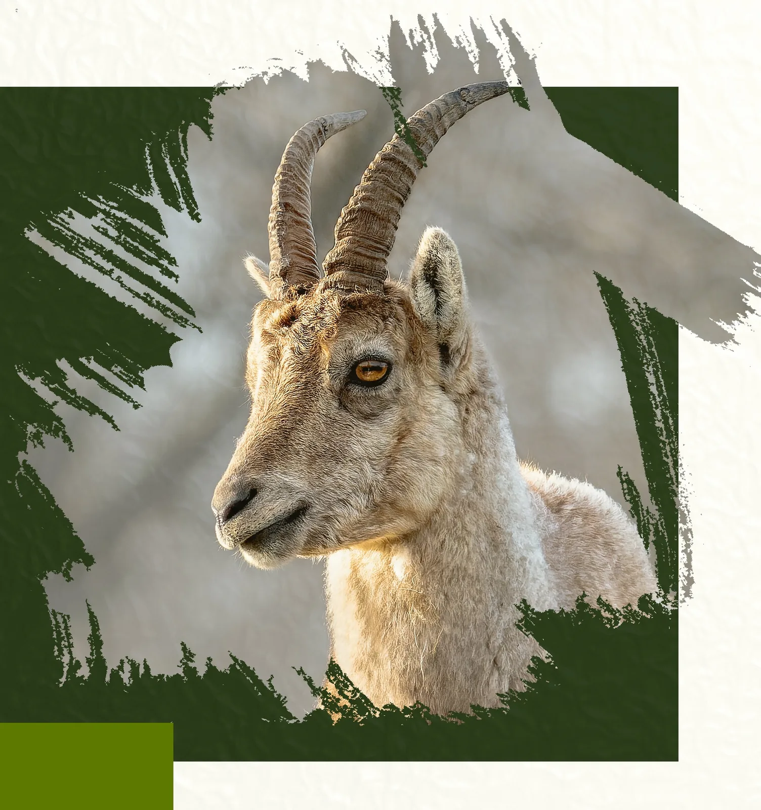 Photographies animalières à la Ferme Robert