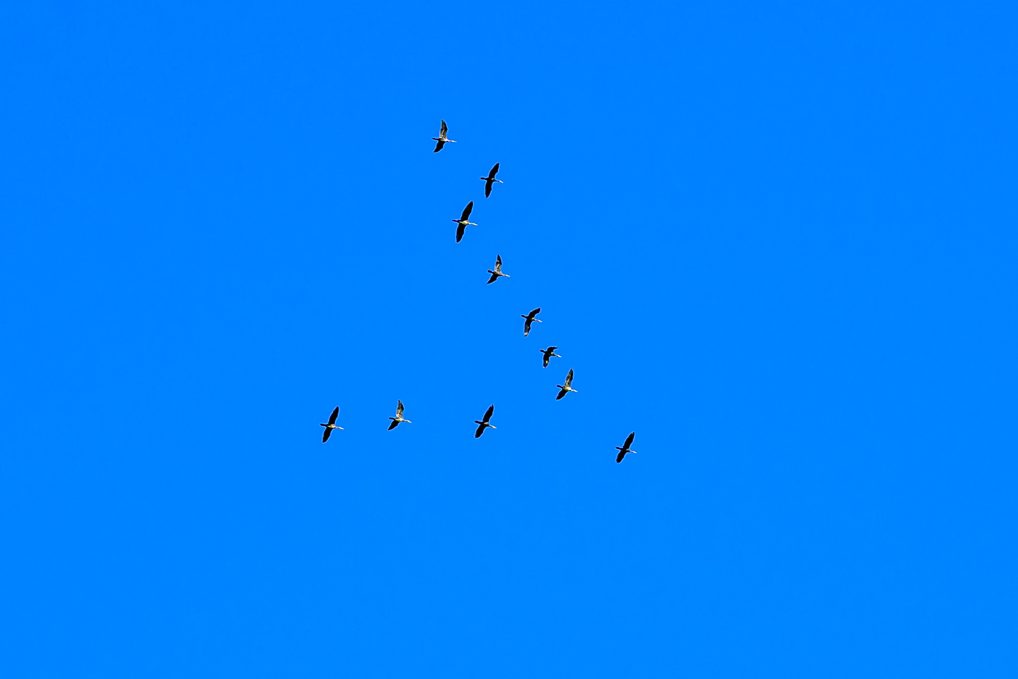 Internationaler Vogelzugtag