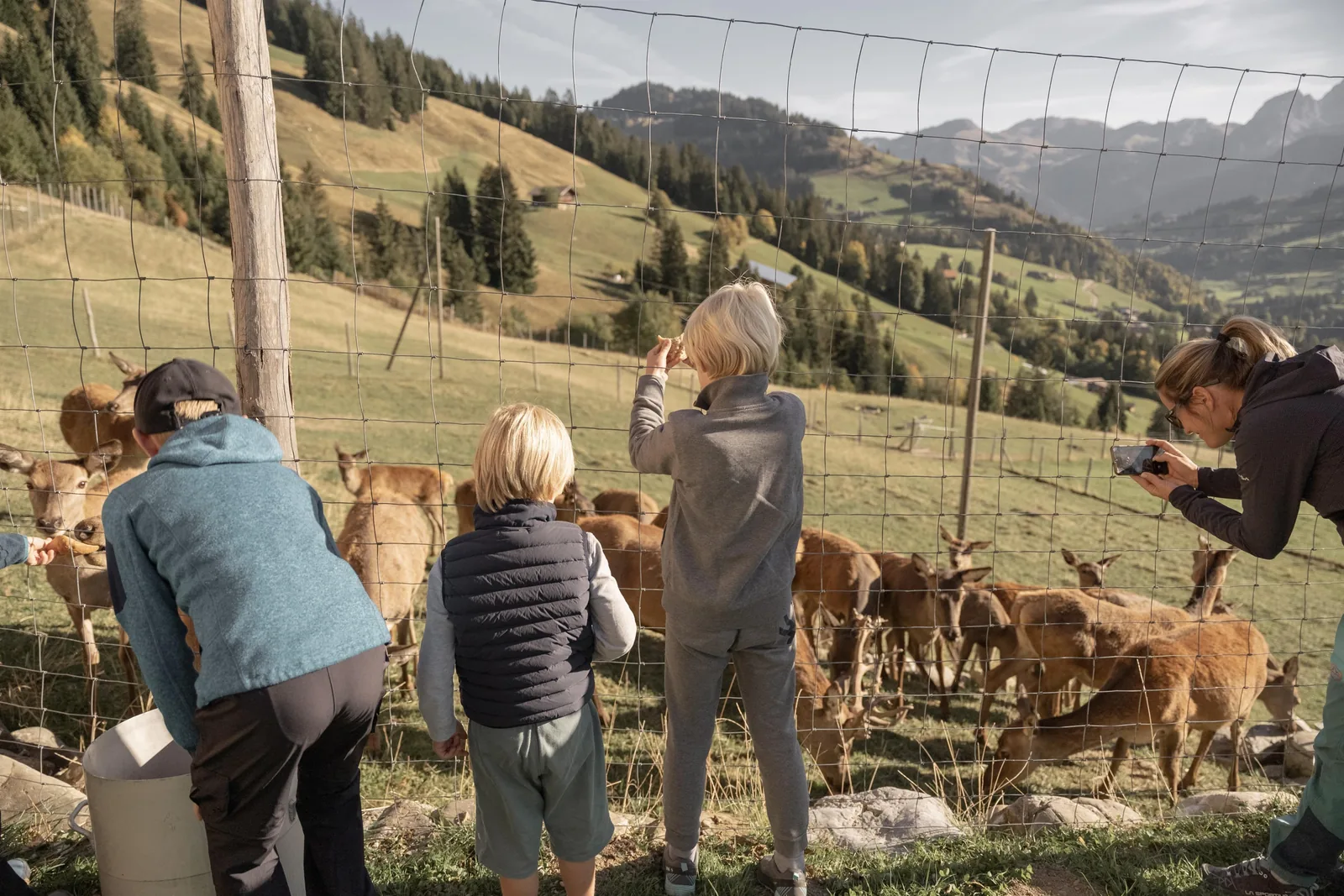 Observing red deer in enclousure