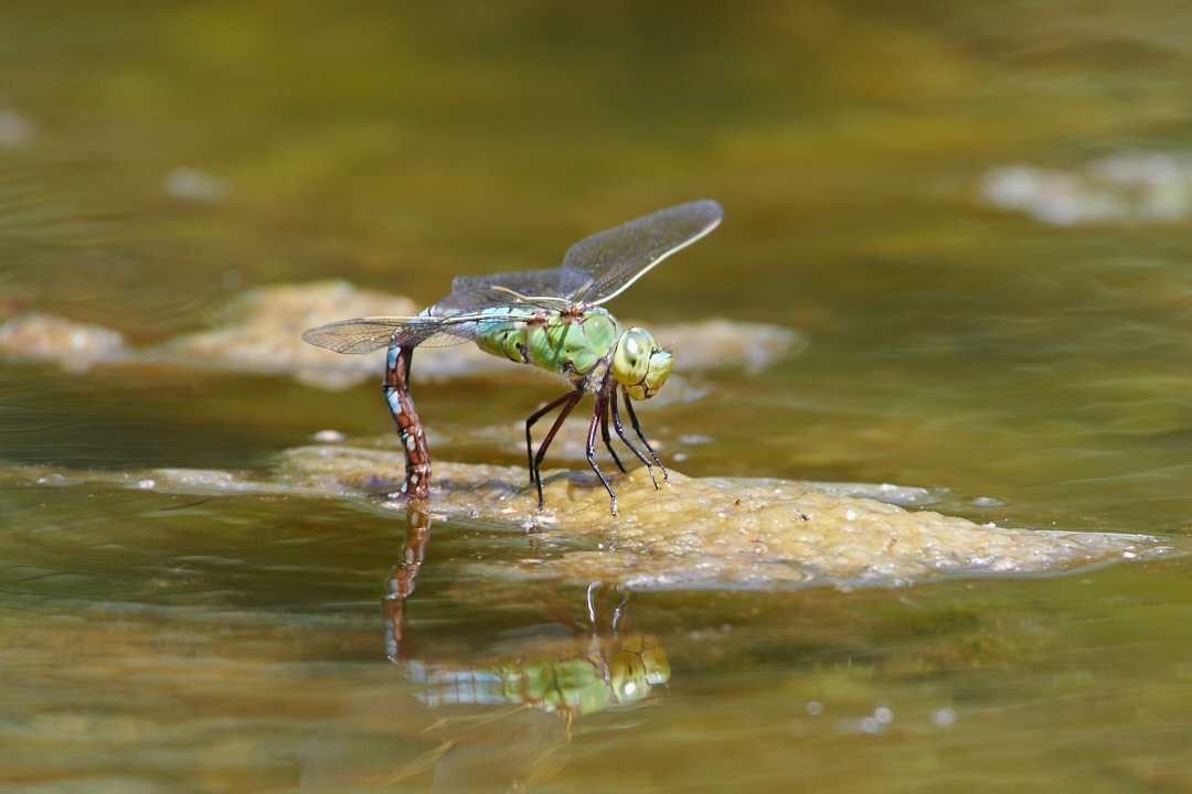 Fotografie Workshop "Kleine Welt ganz gross"