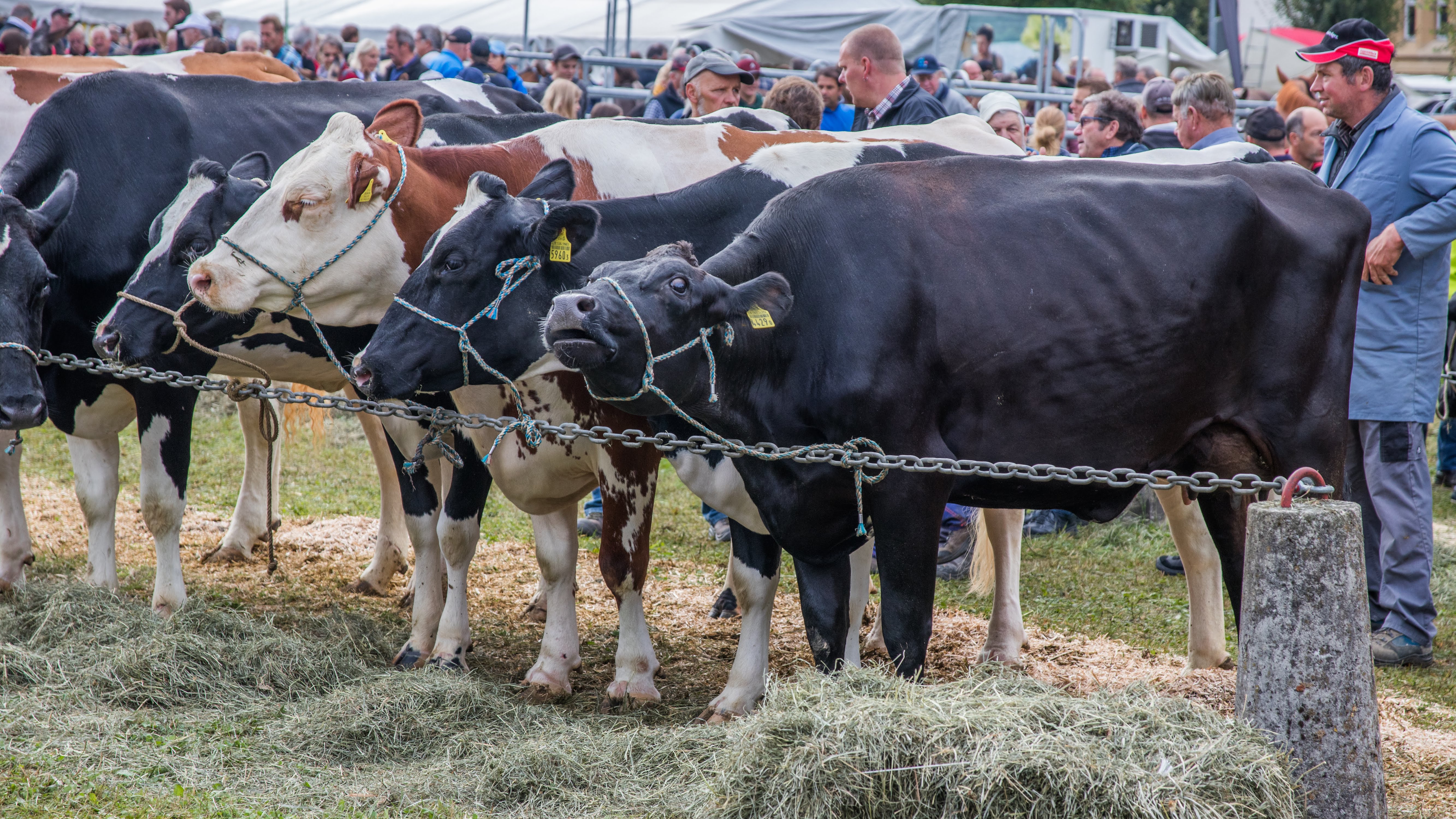 Agricultural fare of Chaindon