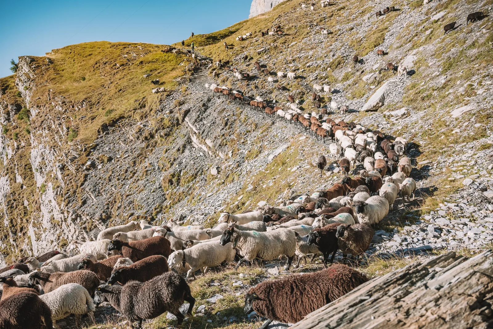 Désalpe des moutons Gemmi - Loèche-les-Bains