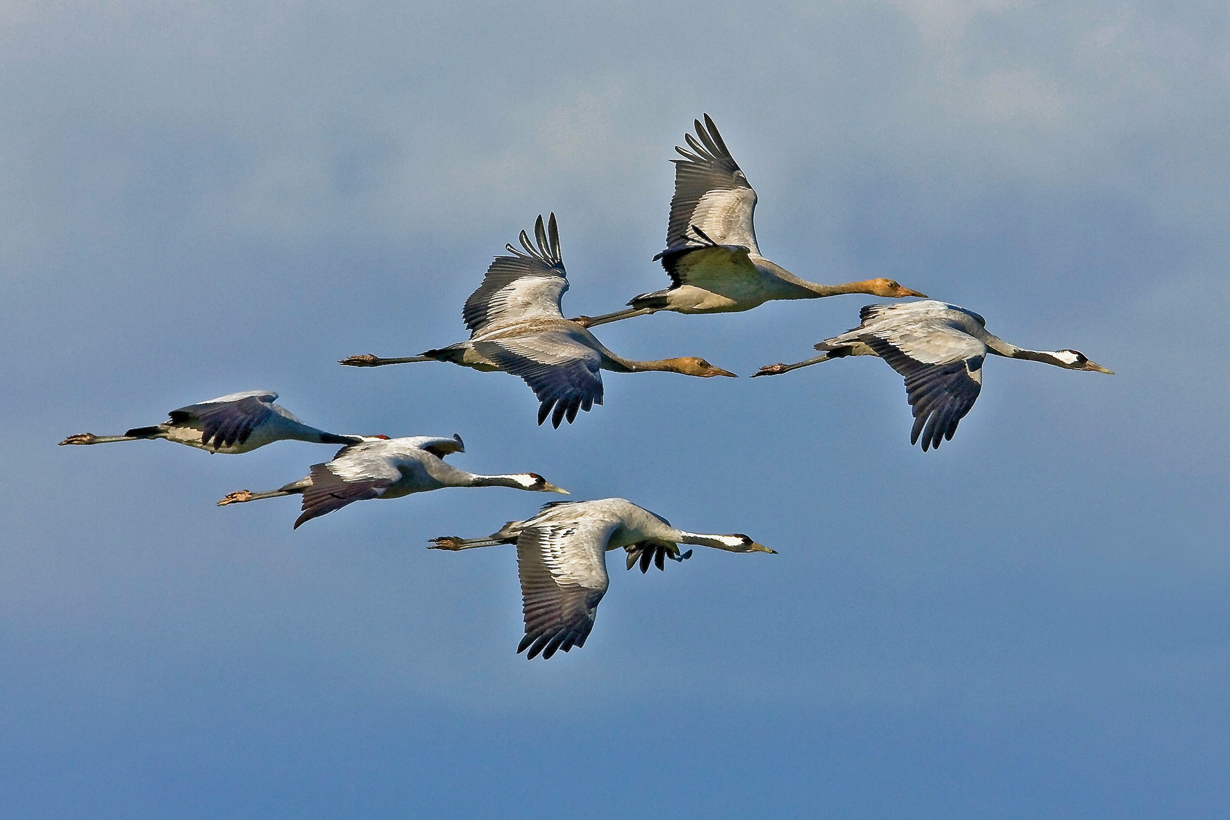 «Guides ranger sur place» - Oiseaux migrateurs