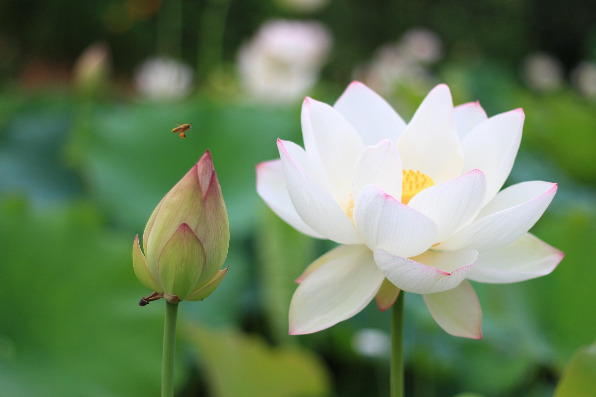 Stressreduktion mit Weisheits-Qigong