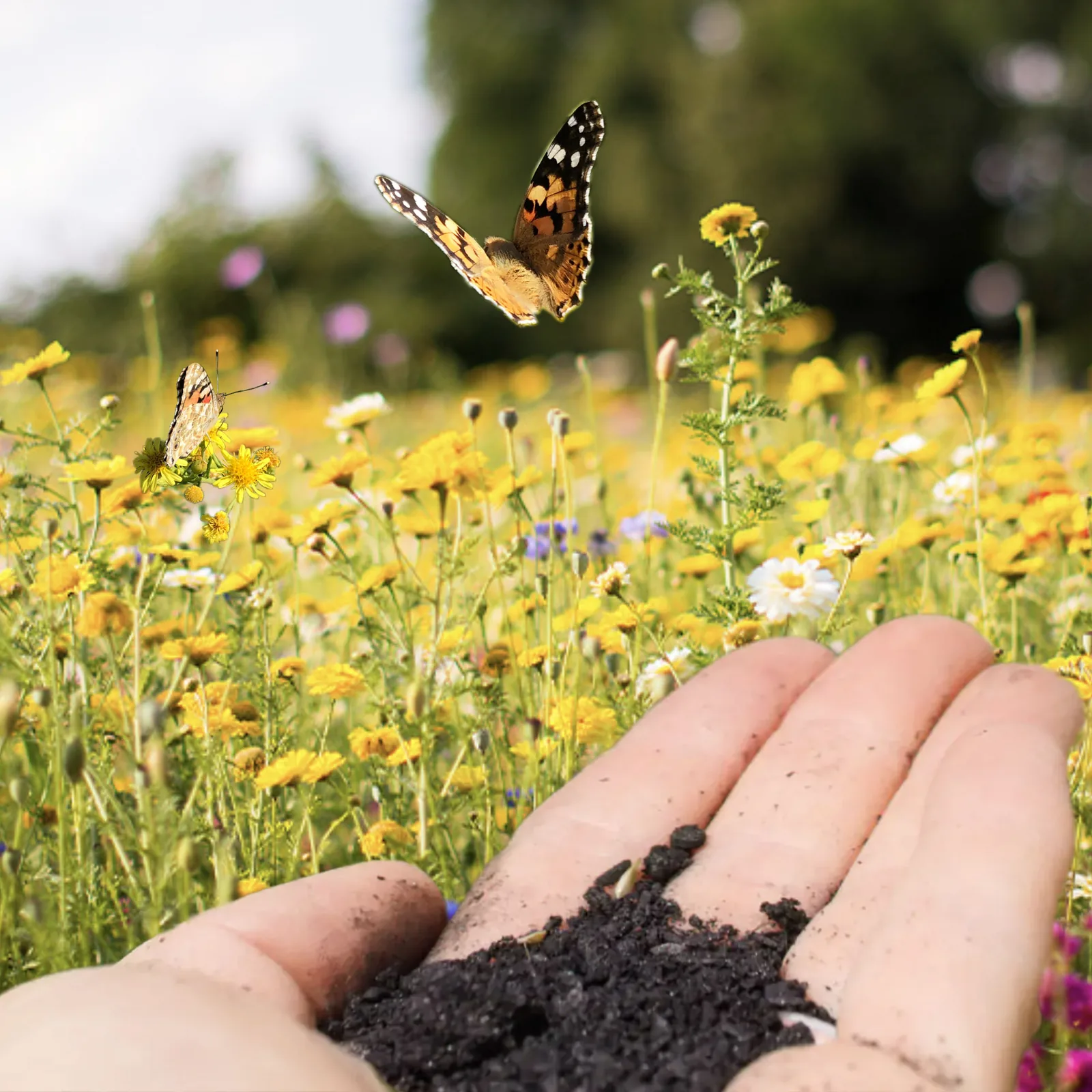 Vom Kohlenstoff zur Biodiversität