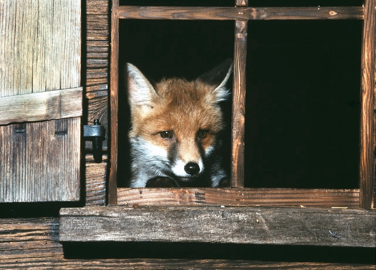 Jagen mit der Kamera: «Fix der Fuchs» und andere Wildtiere