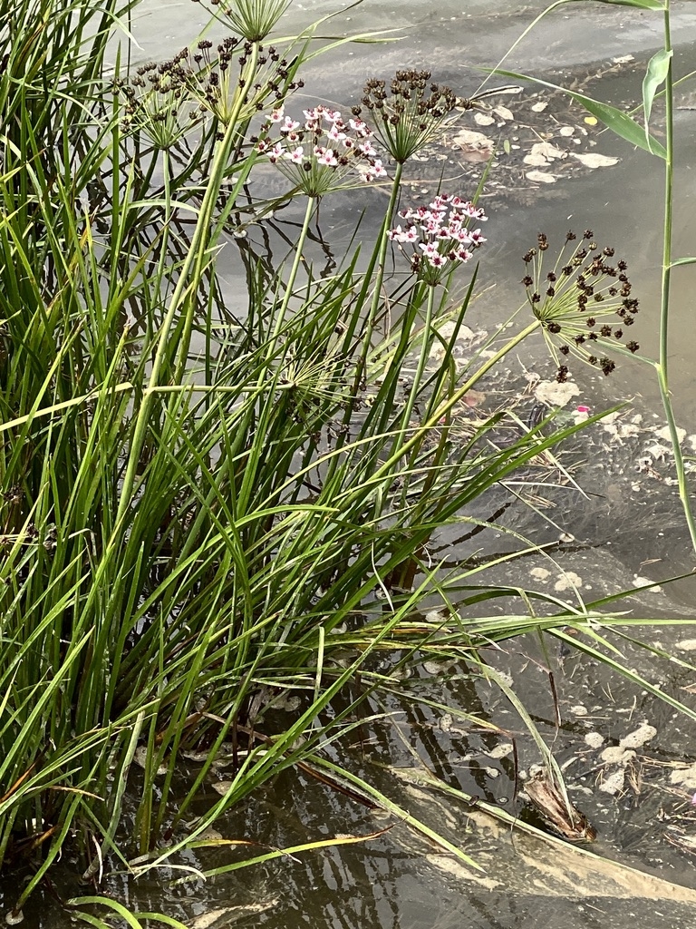 Botanische Exkursion Emmekanal
