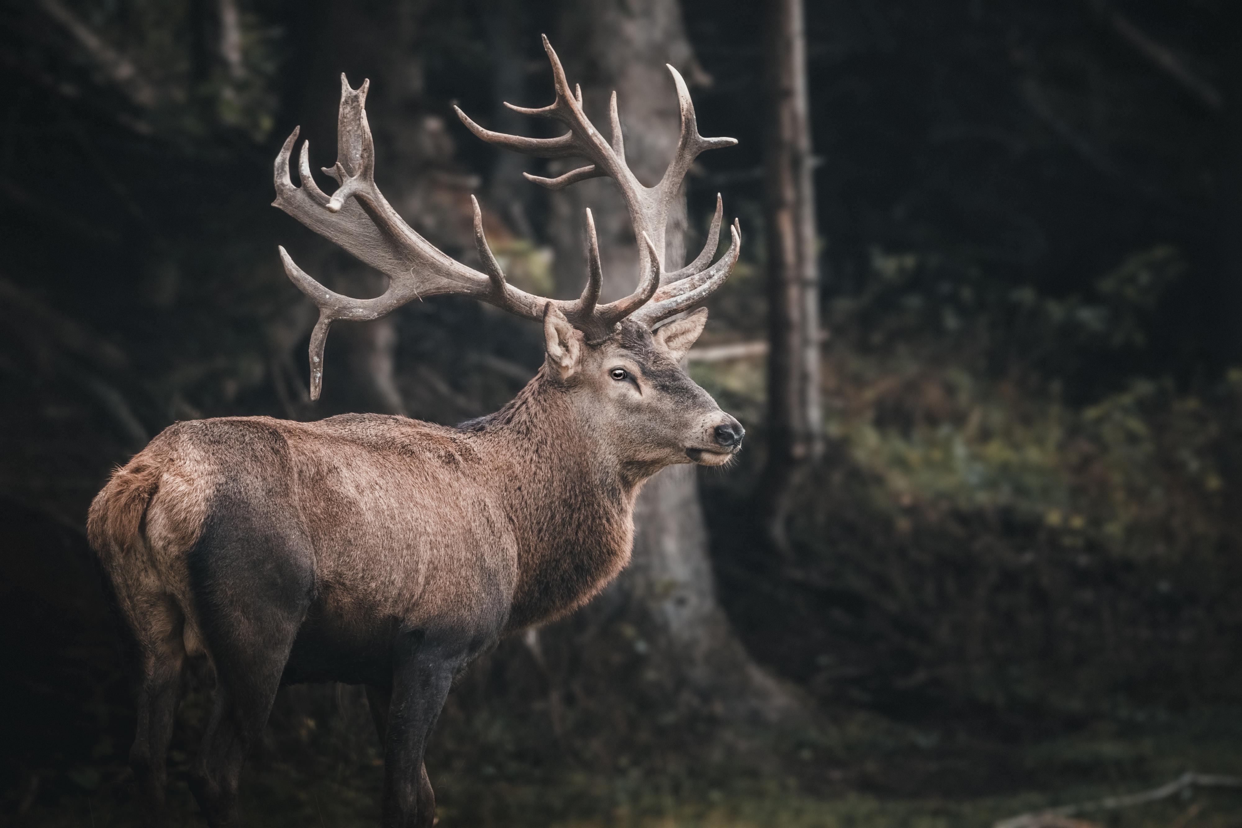 Observing red deer in enclousure