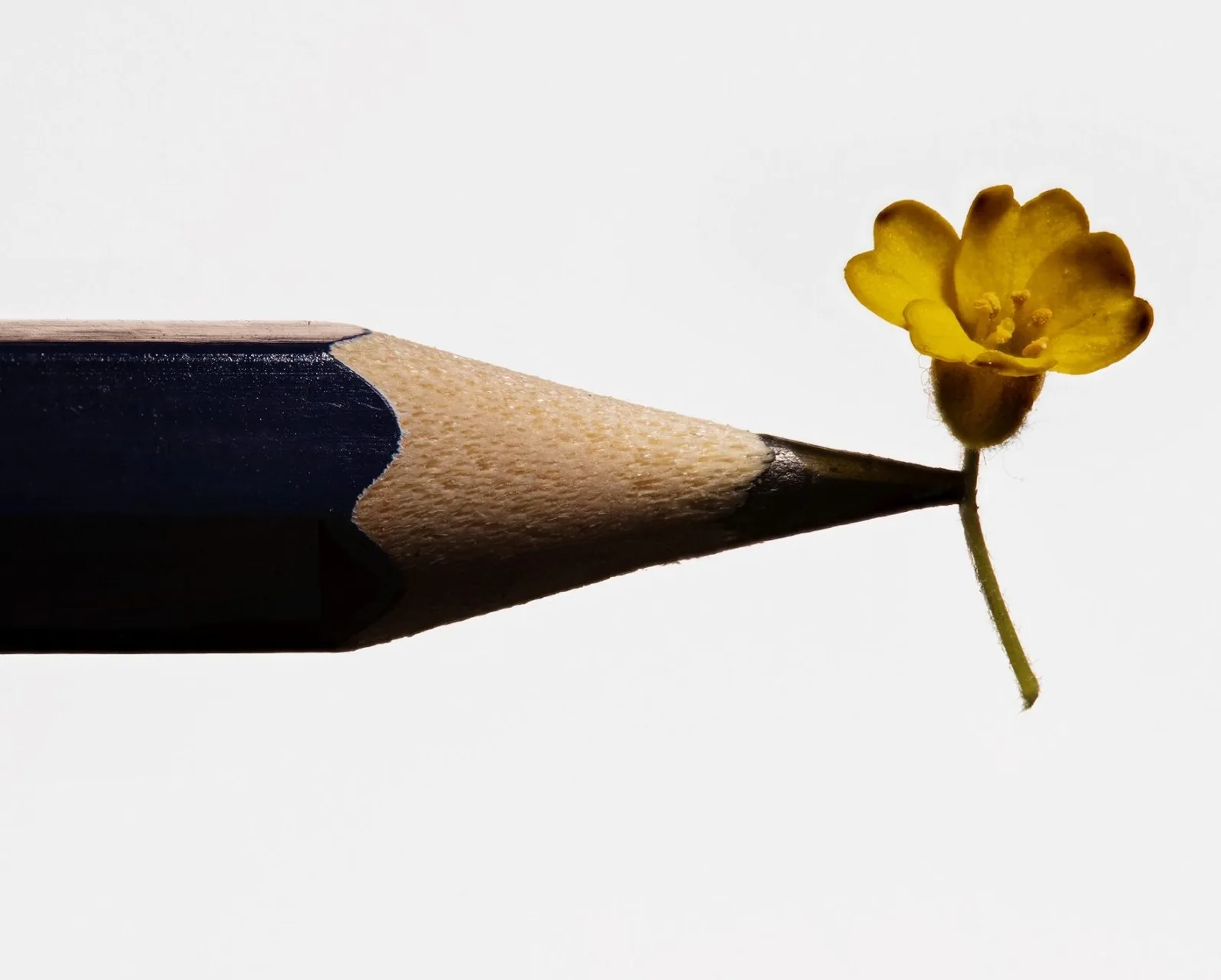 Pour tout faire, il faut une fleur