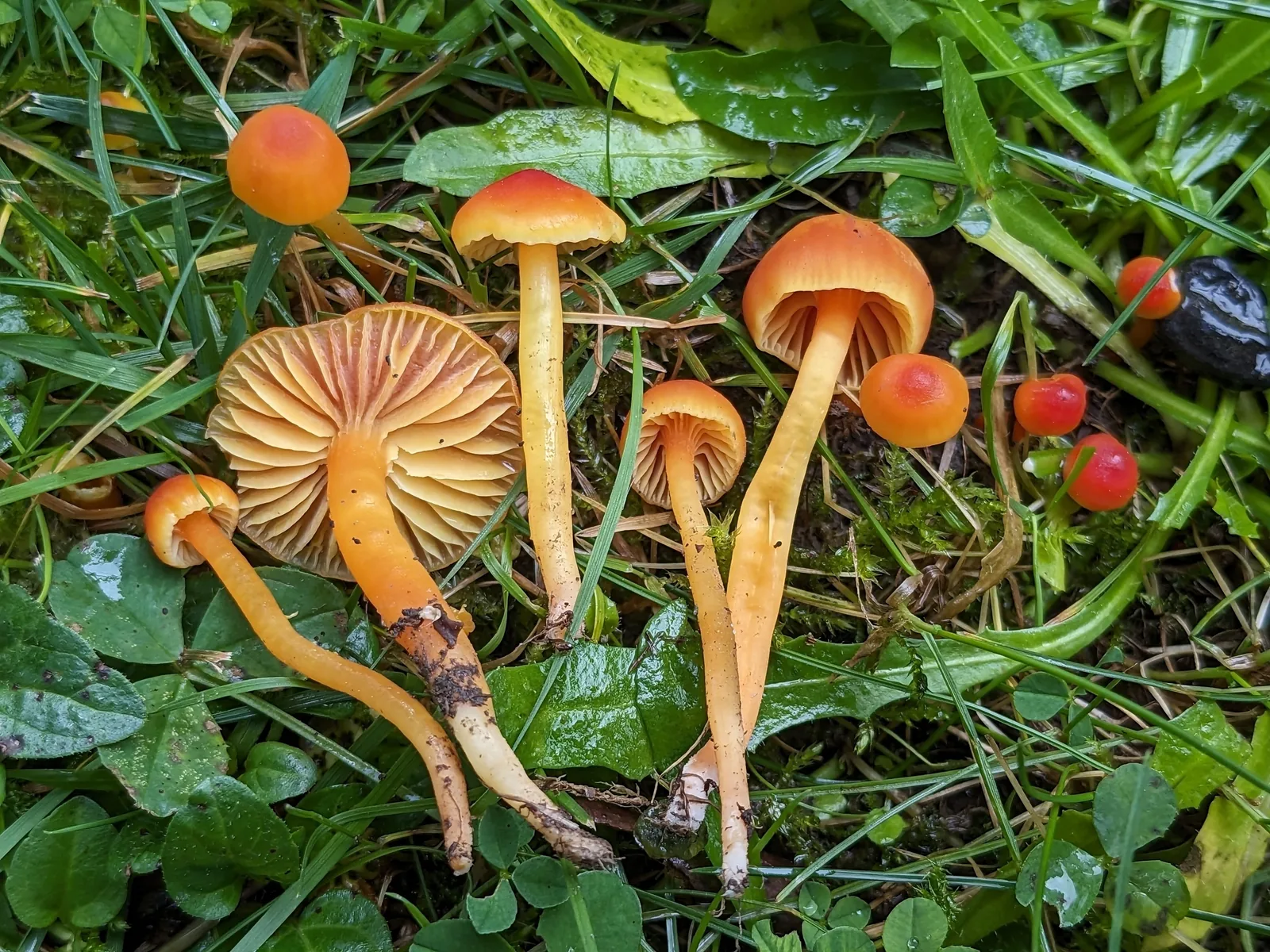 Les secrets du monde fongique : à la découverte des champignons du Jardin Botanique de Genève - En anglais