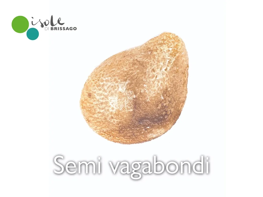 Graines vagabondes