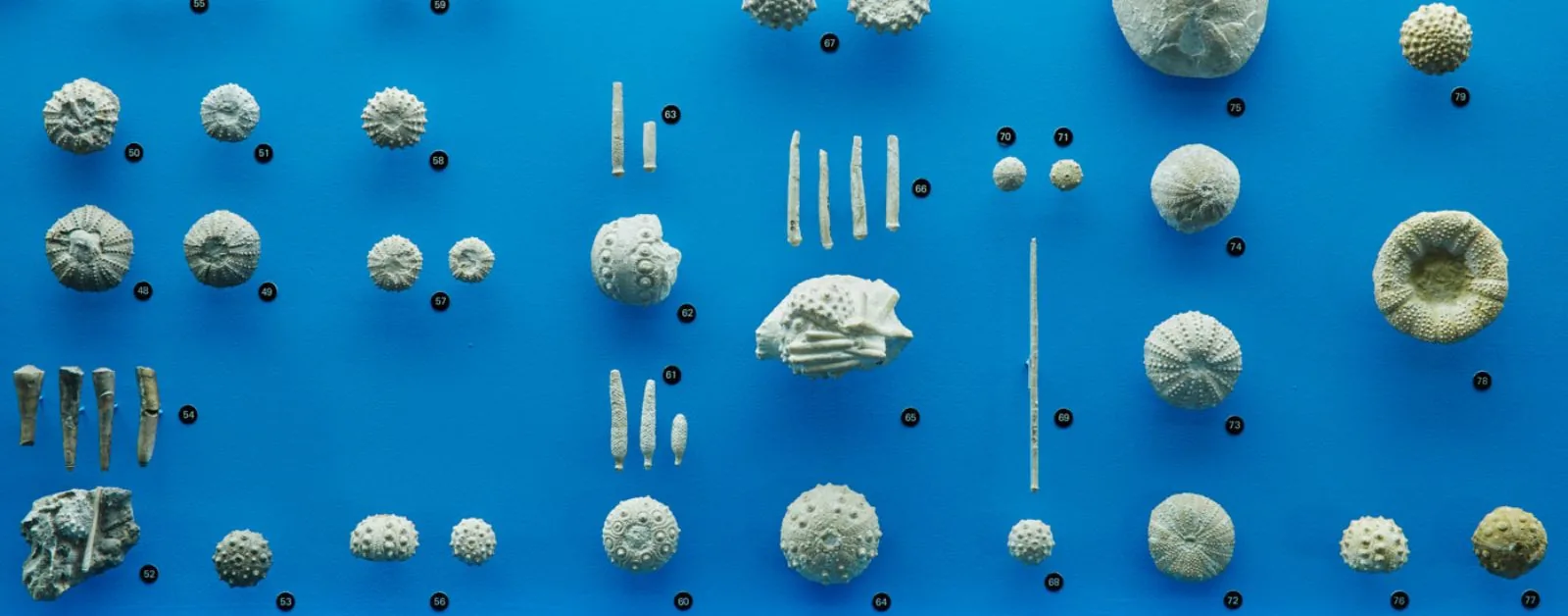 Ammonit & Donnerkeil – Grenzenlose Welt der Versteinerungen