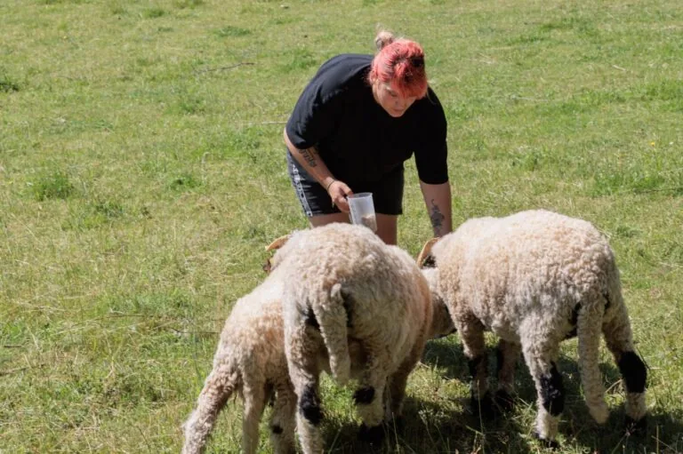 Soin et découverte des animaux