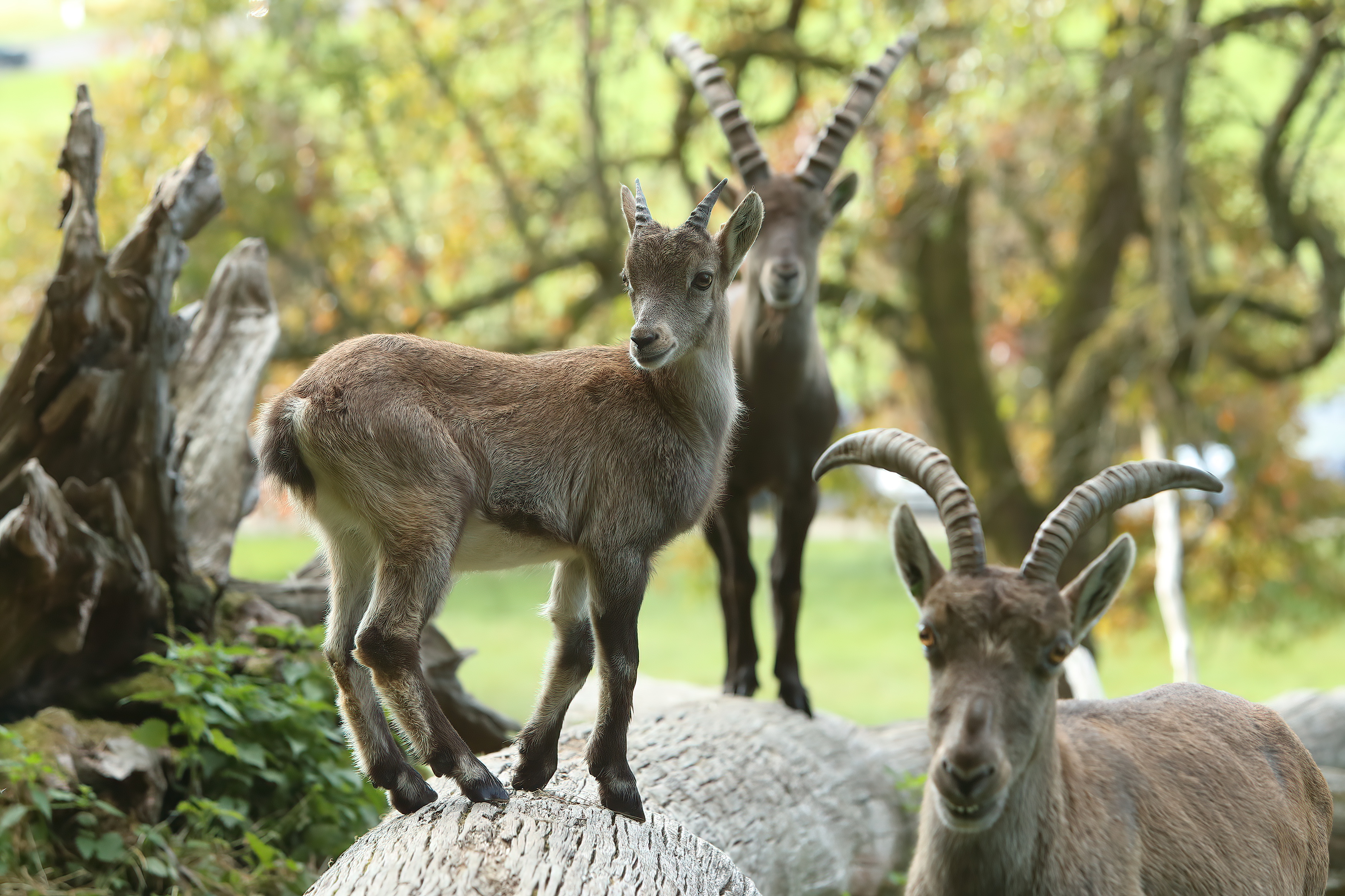 Steinbock-Safari