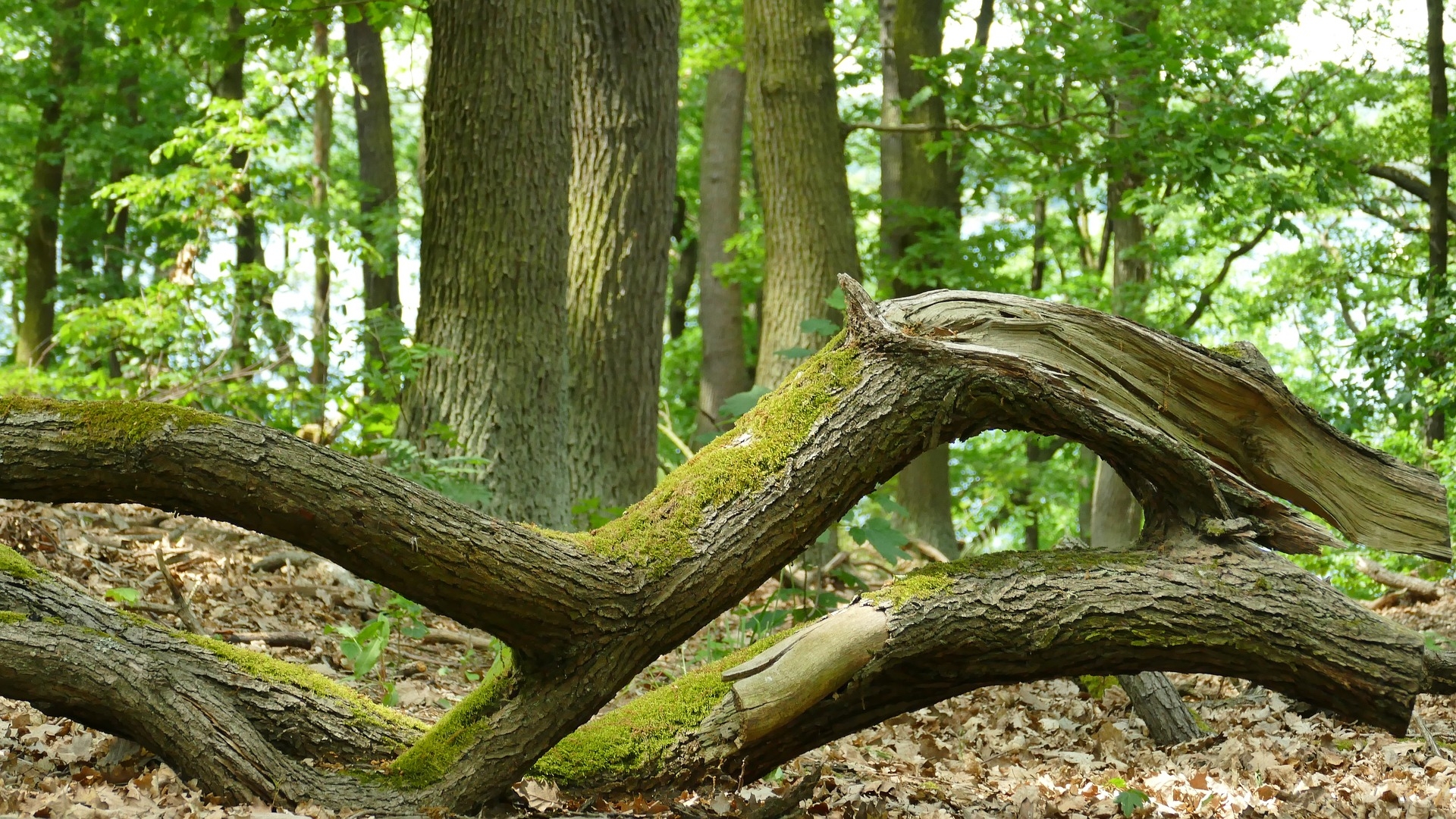 Waldspaziergänge in der kälteren Jahreszeit (Waldbaden)