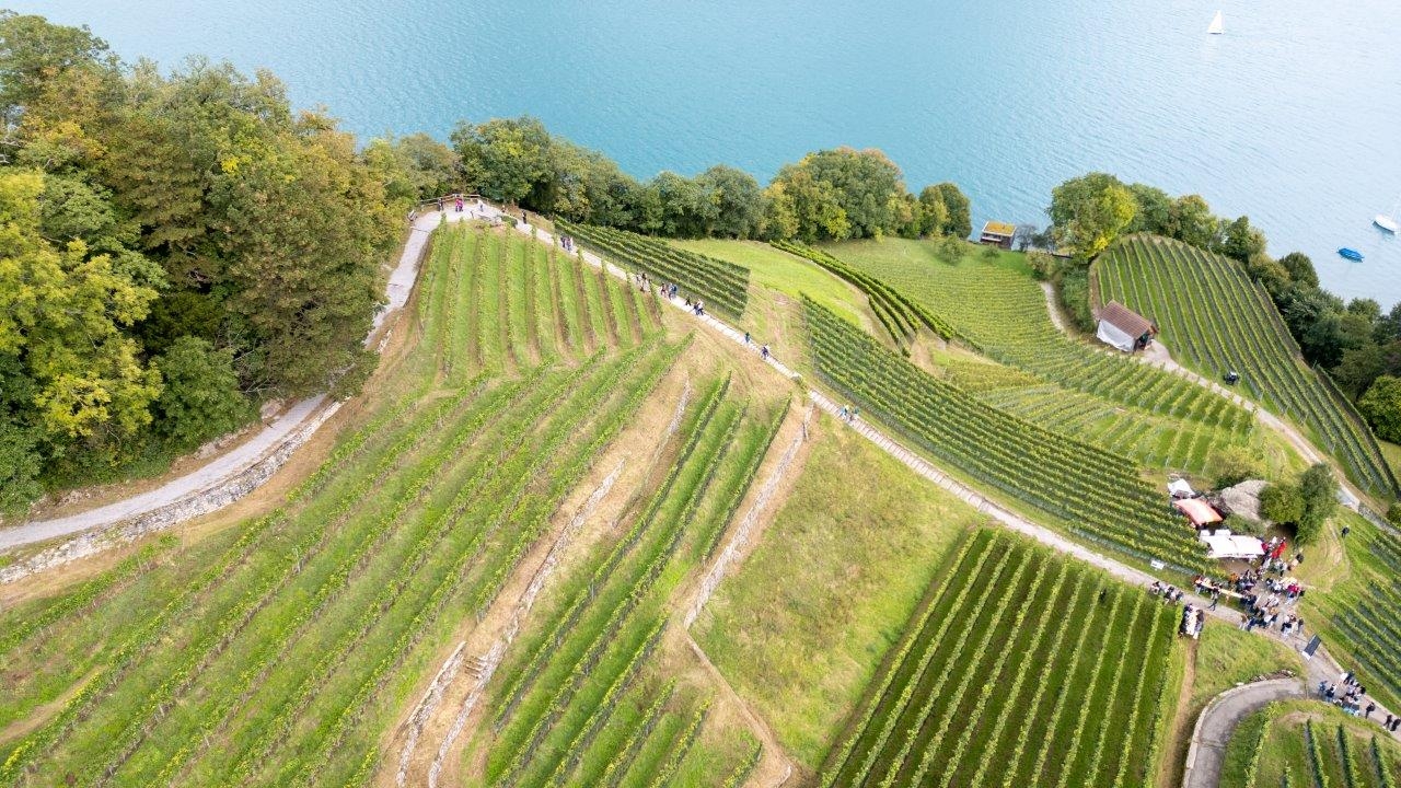 7. Spiezer Weinspaziergang