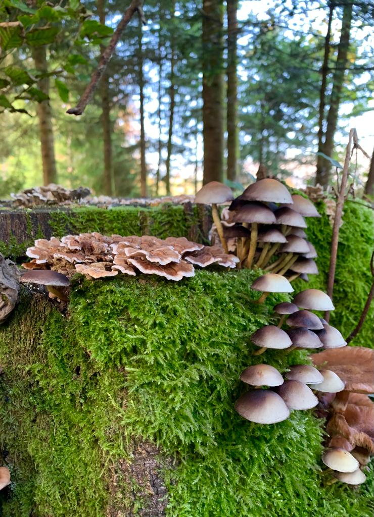 Im Reich der Pilze