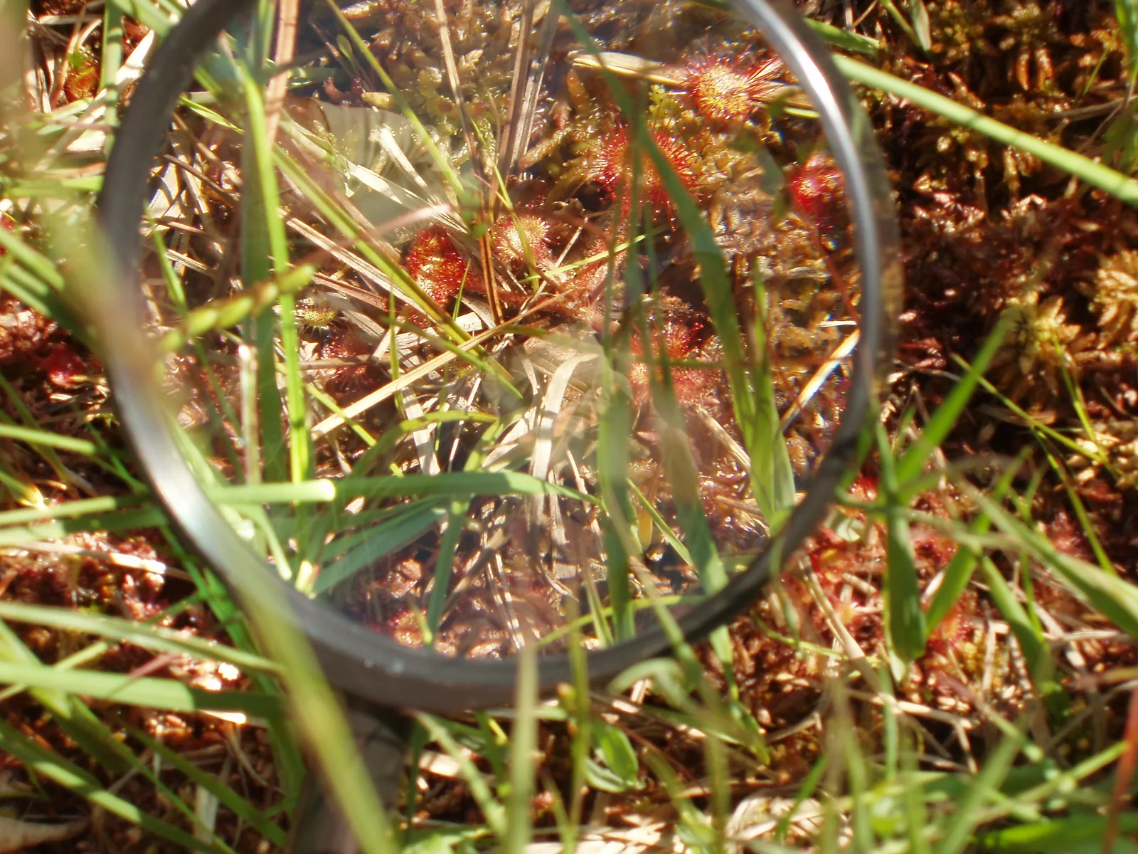 Kräuter-Wanderung Moor Schwantenau Biberbrugg bei Einsiedeln