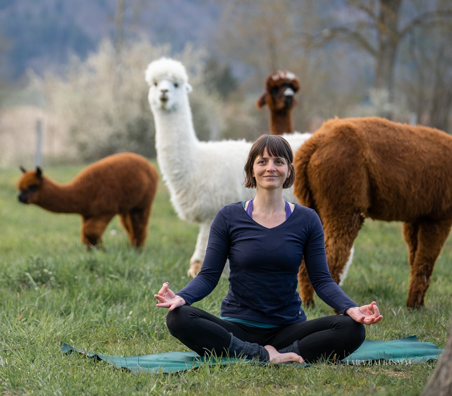 Yoga inmitten Alpakas