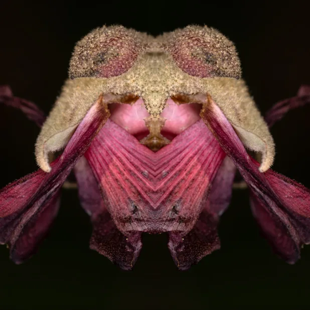 Mutanti, mostra fotografica di Daniel Pittet