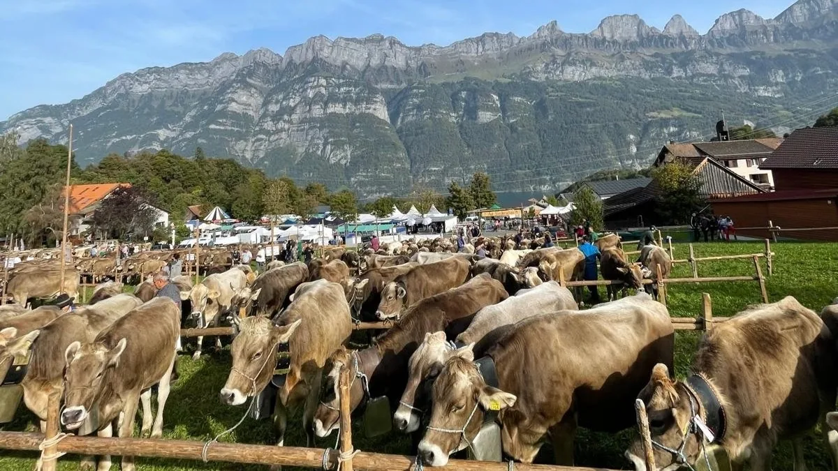 Gemeindeviehschau und Jahrmarkt in Oberterzen