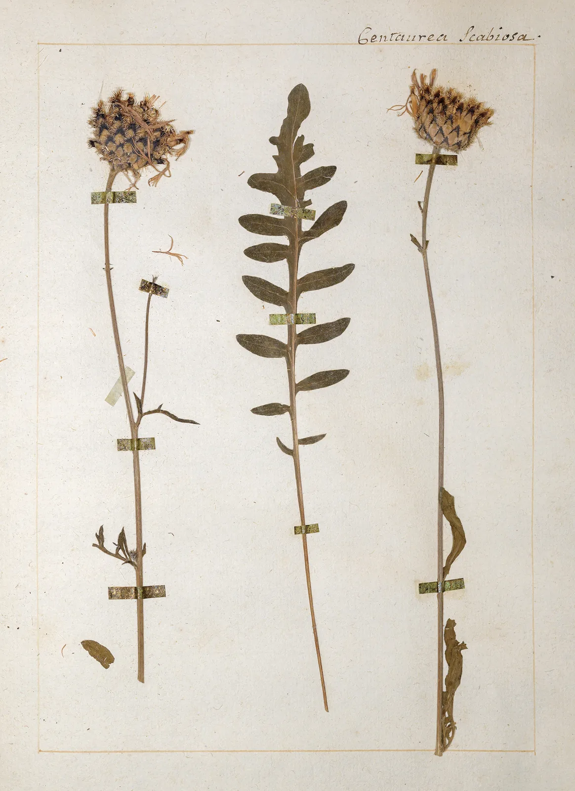 L’herbier de Jean-Jacques Rousseau