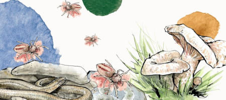 Webinar: biodiversità - manutenzione efficace