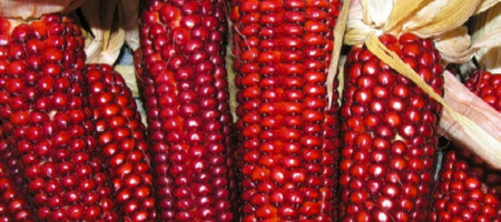 Chicchi di storia - Mais 'Rosso del Ticino'
