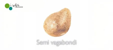 Semi vagabondi
