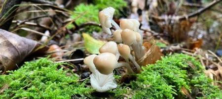 Segreti del sottobosco